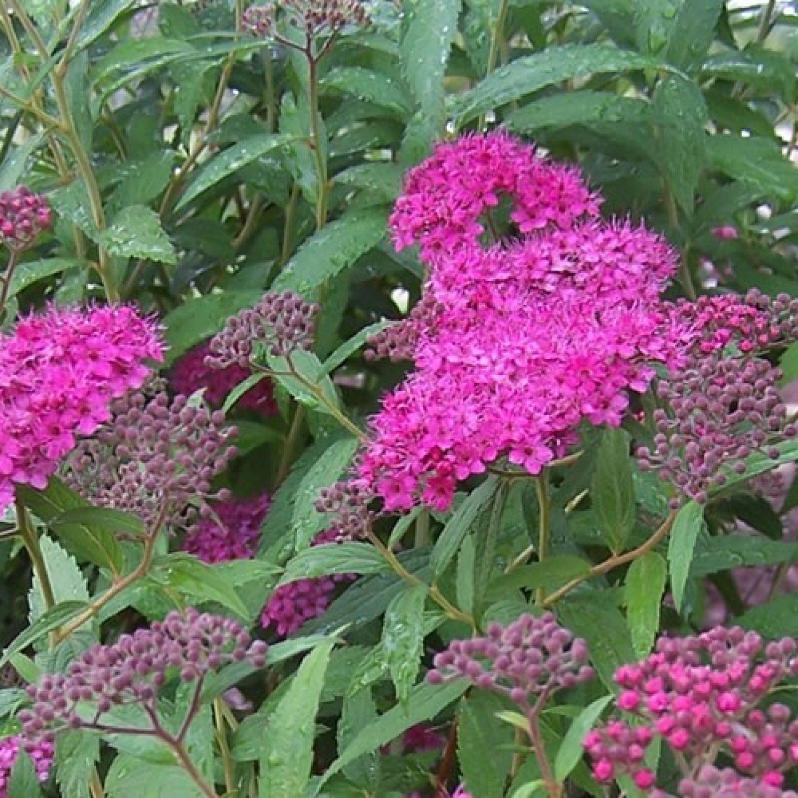 Spiraea japonica Anthony Waterer